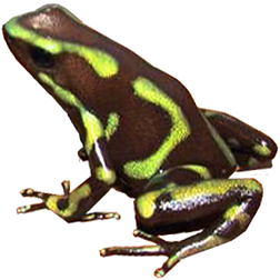 Taboga Auratus